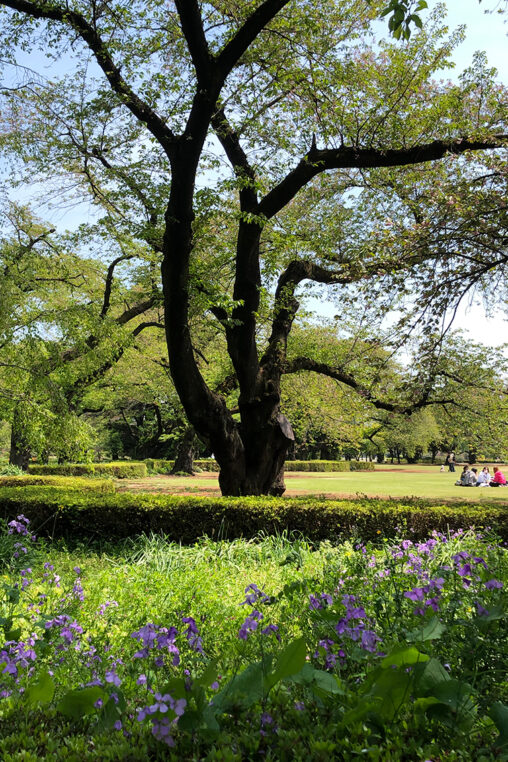 サイトのイメージ画像（大きな木と花）