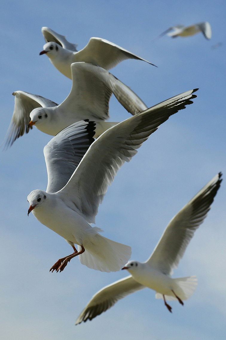 連なって飛ぶ海鳥の写真