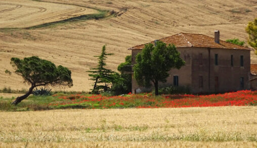 トスカナ地方の麦畑と民家
