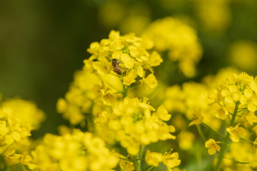 菜の花とミツバチ