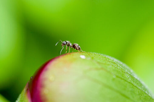 花の蕾の上の蟻