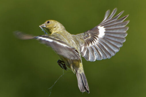 羽ばたく小鳥のイメージ